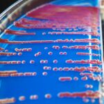 how long does probiotic strains take