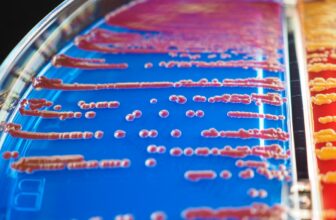 how long does probiotic strains take