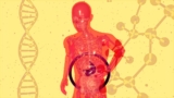Metabolism After 40 in the Morning – What Science Says